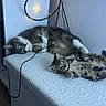 animal, belly, cable, cat_tree, cats, fairy_lights, furry, fuzzy_surface, gray_cat, green_eyes, indoor, kitten, lying_down, paws, pet, playful, relaxed, spotted_cat, tabby_cat, whiskers