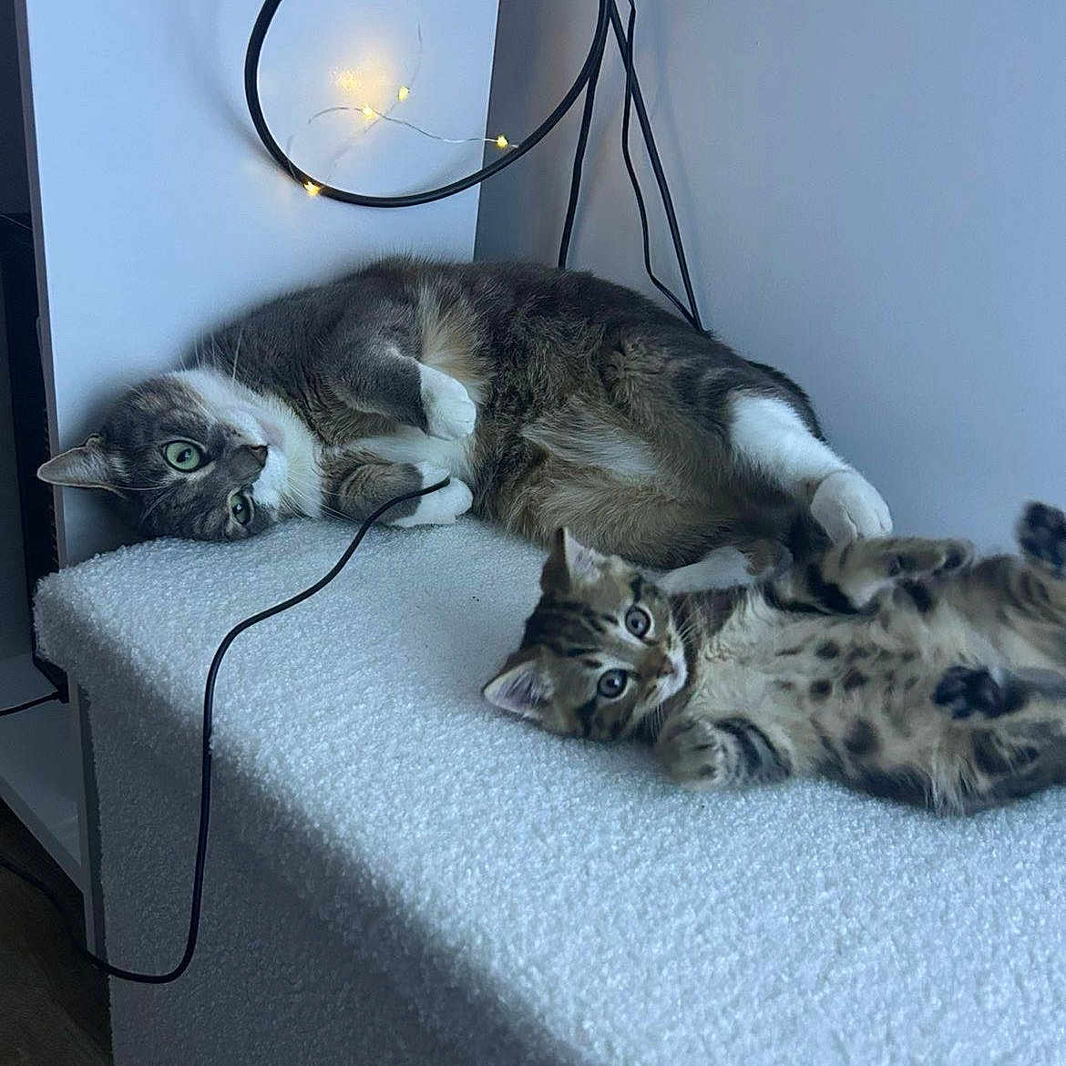 Nala Et Unna a rejoint le concours — aidez-le/la à gagner de superbes lots ! animal, belly, cable, cat_tree, cats, fairy_lights, furry, fuzzy_surface, gray_cat, green_eyes, indoor, kitten, lying_down, paws, pet, playful, relaxed, spotted_cat, tabby_cat, whiskers