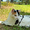 animal, blurred_background, calico_cat, cat, close_up, daylight, ears, feline, grass, green_eyes, ground, harness, mammal, nature, outdoor, pet, relaxed, sunlight, tree, whiskers