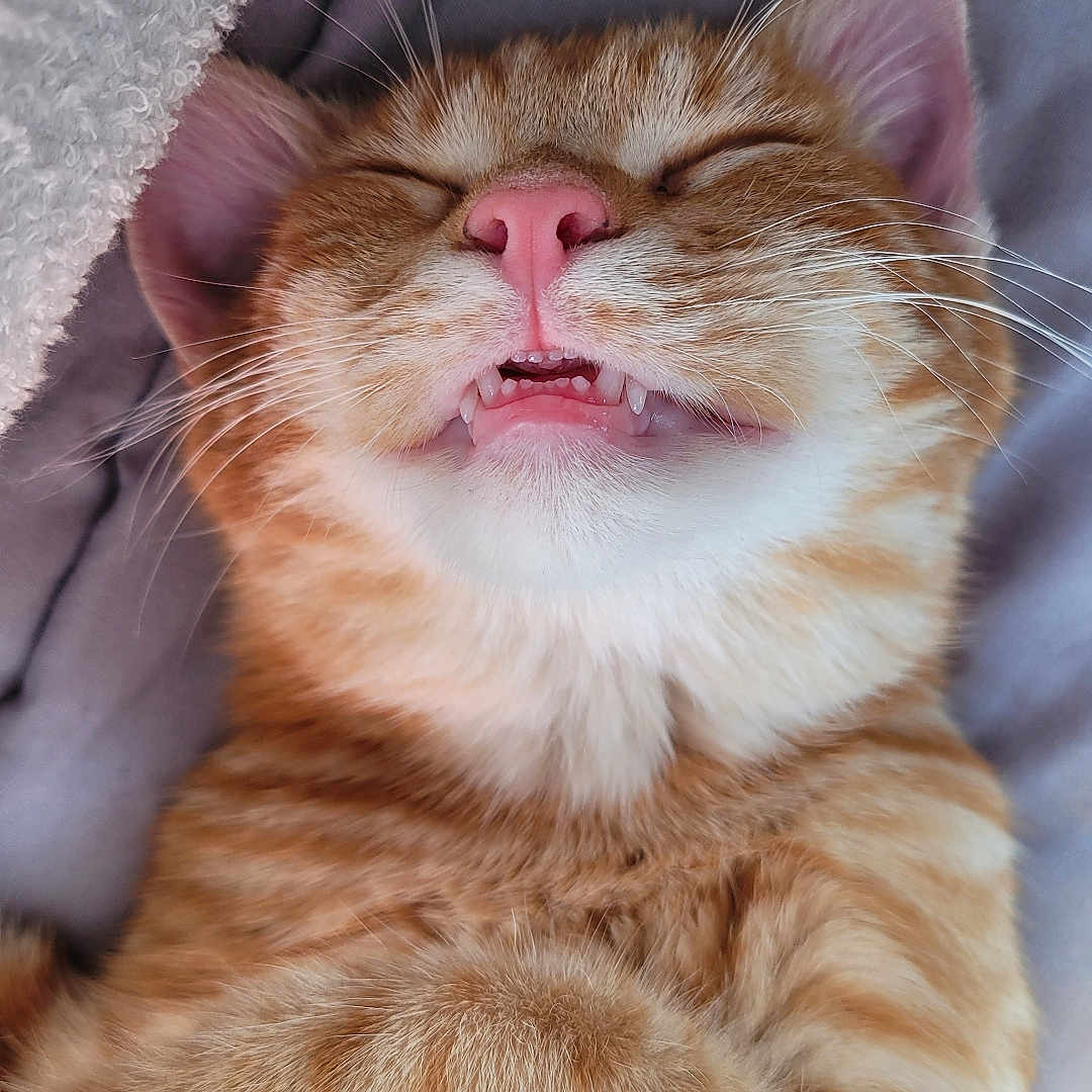 Simba