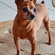 Angel a rejoint le concours — aidez-le/la à gagner de superbes lots ! alert, animal, brown_dog, canine, claws, dog, domestic, ears_up, floor_tiles, four_legs, fur, home, indoor, mirror, pet, small_dog, standing, textured_rug, wide_eyes, woven_rug