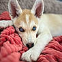 animal, blanket, blue_eyes, close_up, cozy, cute, dog, ears, fur, indoor, lying_down, nose, paw, pet, portrait, puppy, resting, sleepy, soft_texture, young