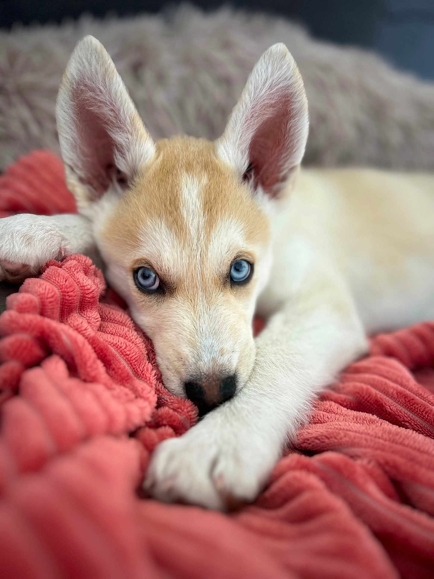 Ayla a rejoint le concours — aidez-le/la à gagner de superbes lots ! animal, blanket, blue_eyes, close_up, cozy, cute, dog, ears, fur, indoor, lying_down, nose, paw, pet, portrait, puppy, resting, sleepy, soft_texture, young