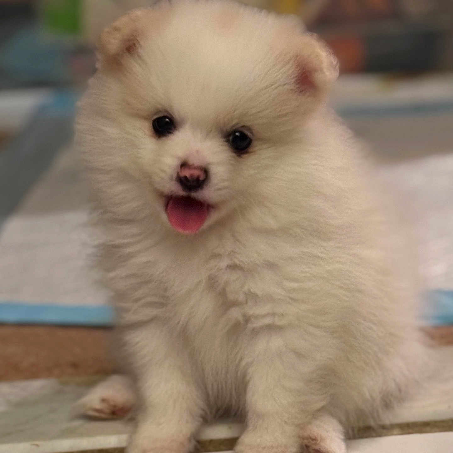 Evie is registered to the contest to win money with this photo: animal, bodypart, canine, cat, dog, eskimodog, fox, kitten, mouth, person, pet, puppy, snout, tongue, whitedog