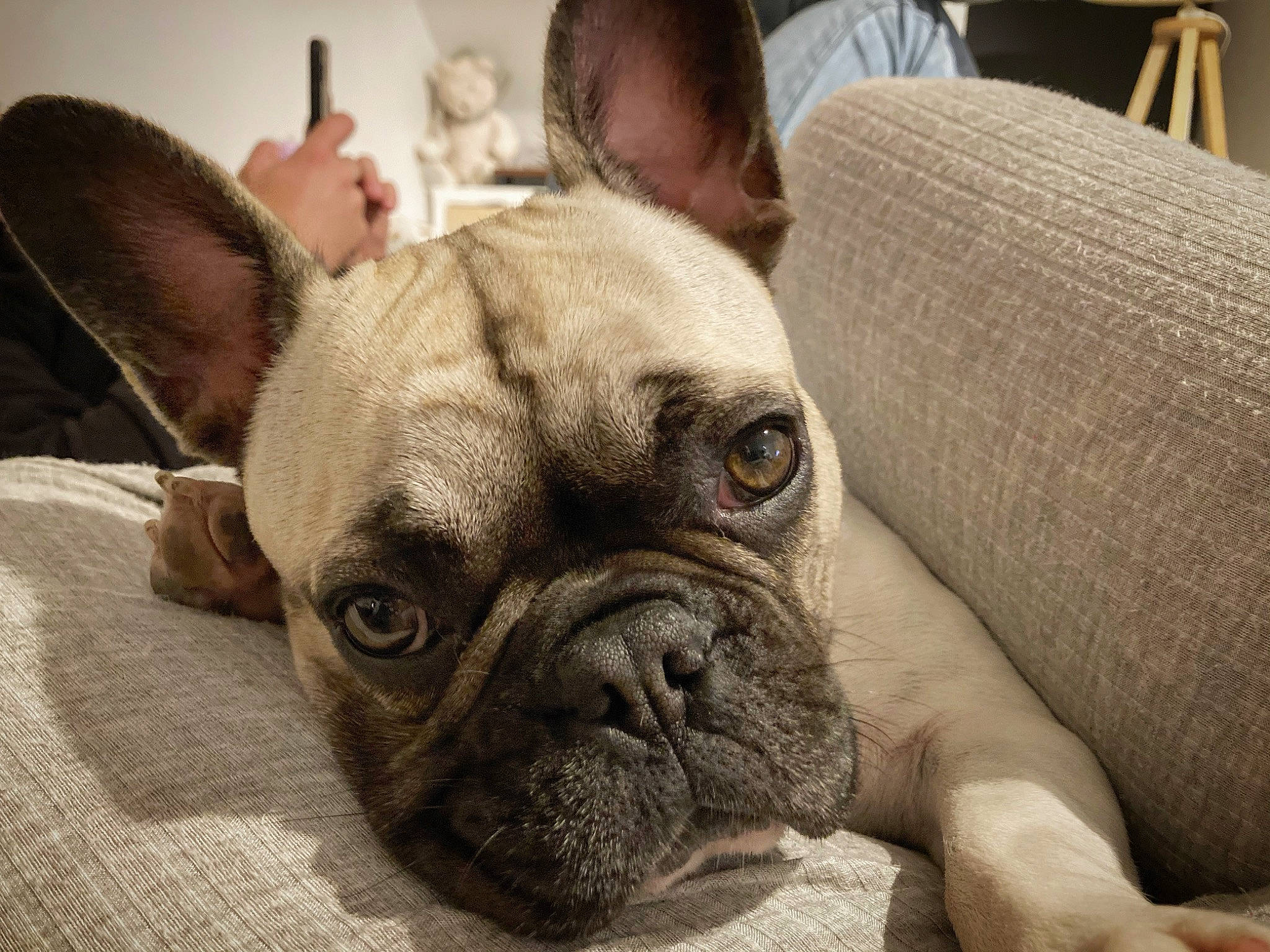 Poly participe au concours pour gagner de l'argent avec cette photo : armrest, bored, bulldog, canidae, carnivore, comfort, companion_dog, dog, dog_breed, ear, fawn, french_bulldog, puppy, snout, sporting_group, terrestrial_animal, toy_dog, whiskers, working_animal, wrinkle