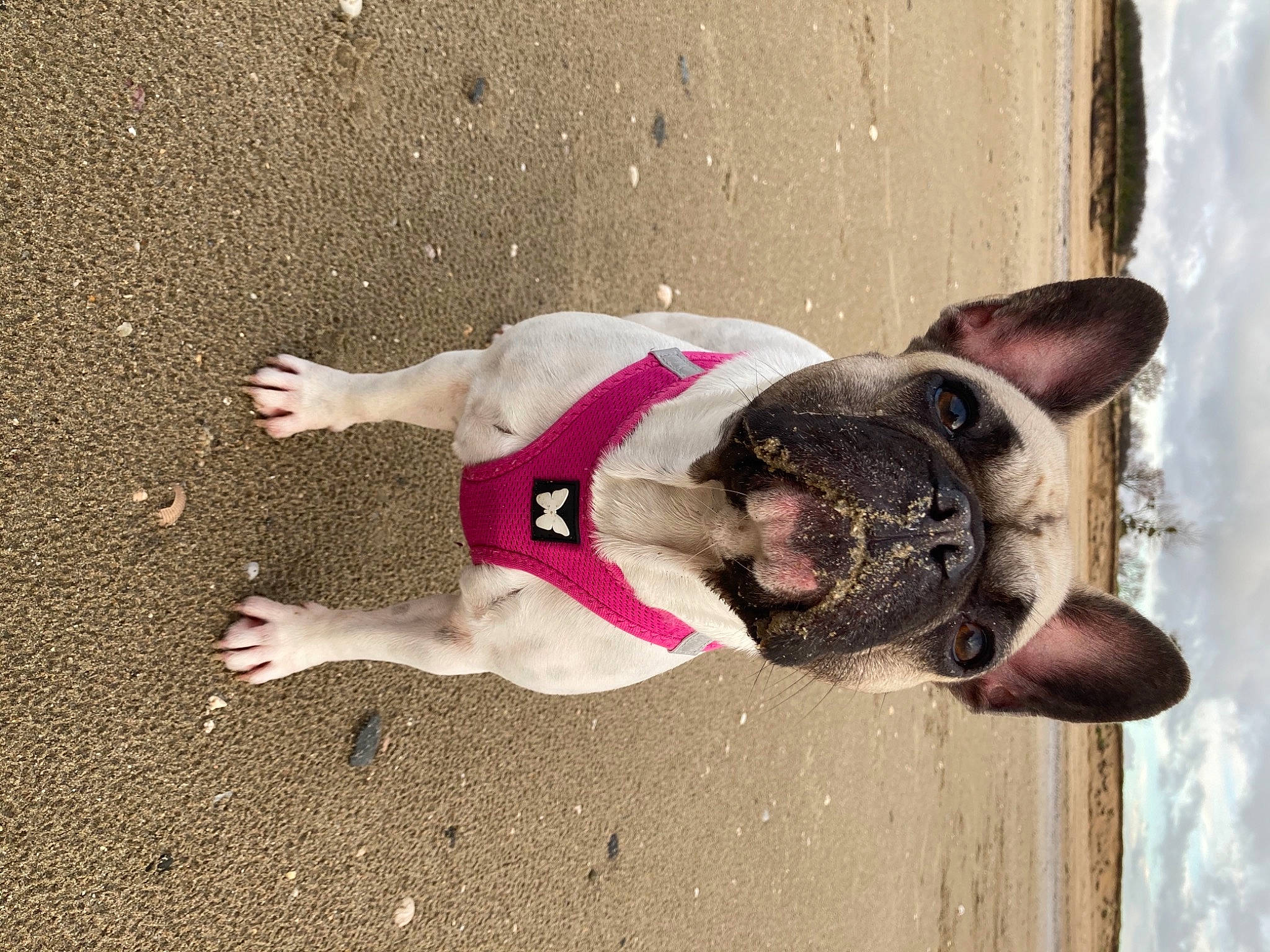 Poly participe au concours pour gagner de l'argent avec cette photo : canidae, carnivore, collar, companion_dog, dog, dog_breed, dog_collar, dog_supply, eyewear, fawn, fun, human_leg, leash, pet_supply, snout, sporting_group, sunglasses, tail, thigh, water