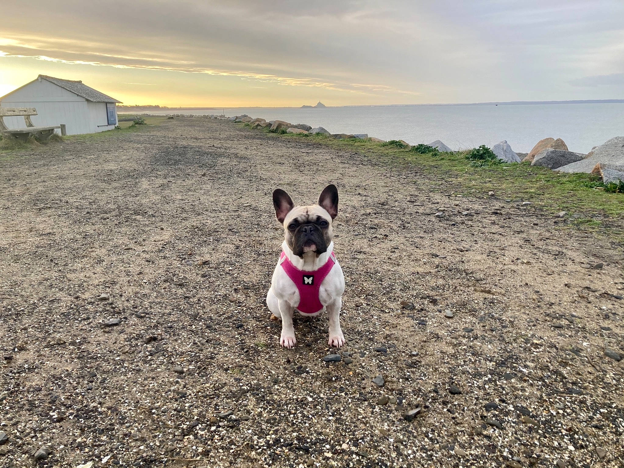 Poly a rejoint le concours — aidez-le/la à gagner de superbes lots ! canidae, carnivore, cloud, companion_dog, dog, dog_breed, dog_supply, fawn, grass, grassland, horizon, landscape, leash, morning, pet_supply, sky, snout, soil, sporting_group, tree