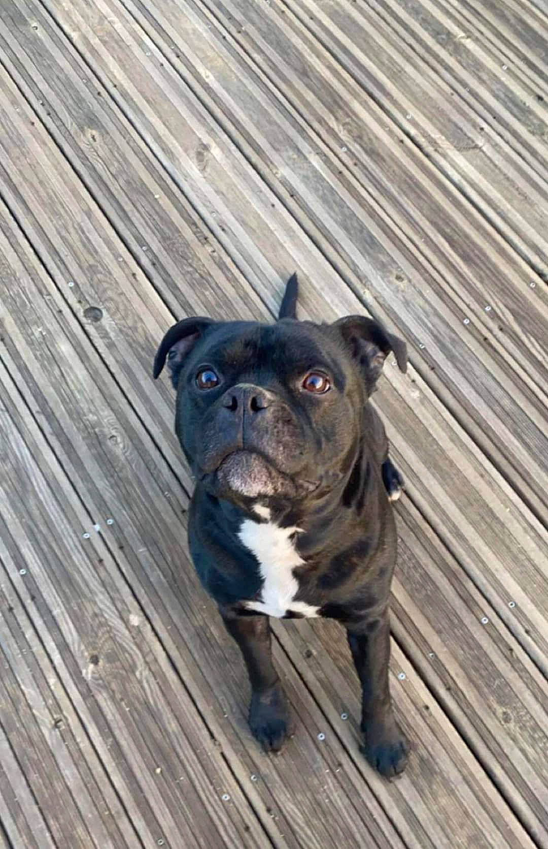 Lino a rejoint le concours — aidez-le/la à gagner de superbes lots ! canidae, carnivore, companion_dog, dog, dog_breed, dog_collar, electric_blue, fawn, flooring, hardwood, plank, pug, snout, sporting_group, toy_dog, whiskers, wood, wood_stain, working_animal, wrinkle