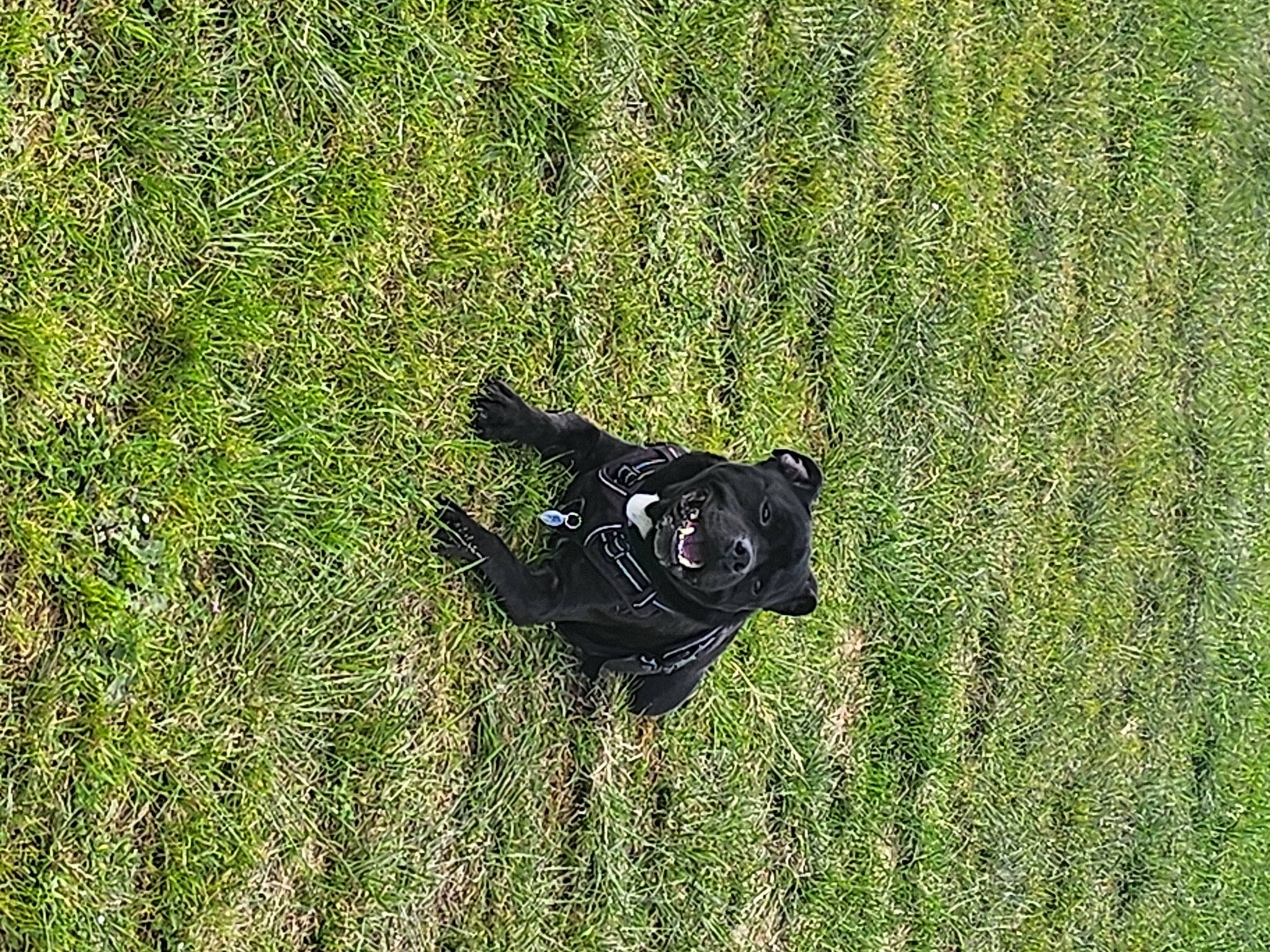 Lino a rejoint le concours — aidez-le/la à gagner de superbes lots ! artificial_turf, canidae, carnivore, dog_breed, field, grass, grass_family, grassland, groundcover, lawn, meadow, pasture, people_in_nature, plant, prairie, shadow, sporting_group, tail, terrestrial_animal, working_animal