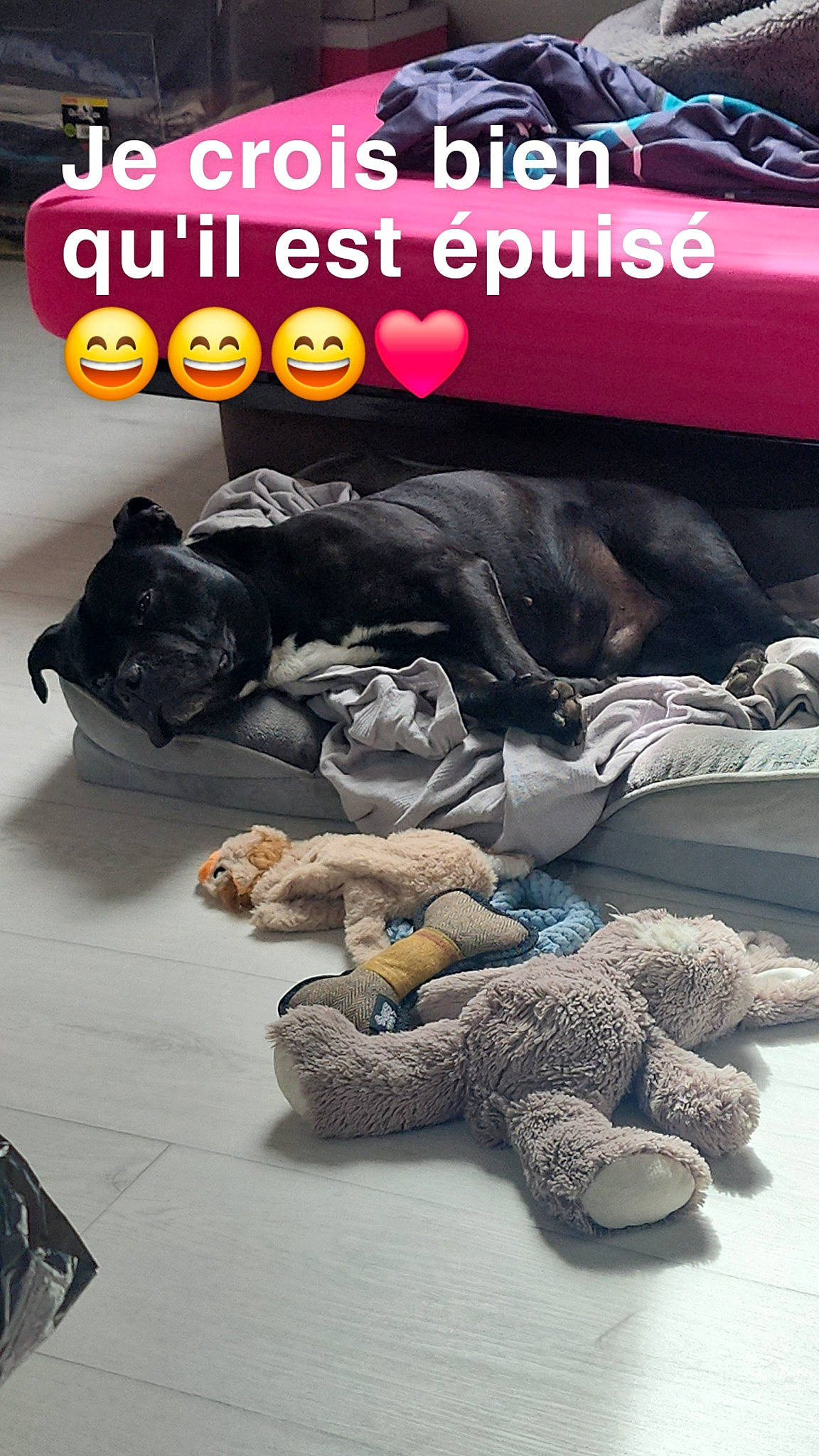 Lino a rejoint le concours — aidez-le/la à gagner de superbes lots ! advertising, art, automotive_tire, comfort, companion_dog, fashion_accessory, font, fur, linens, logo, magenta, pattern, photo_caption, plush, rock, room, stuffed_toy, textile, toy, wool