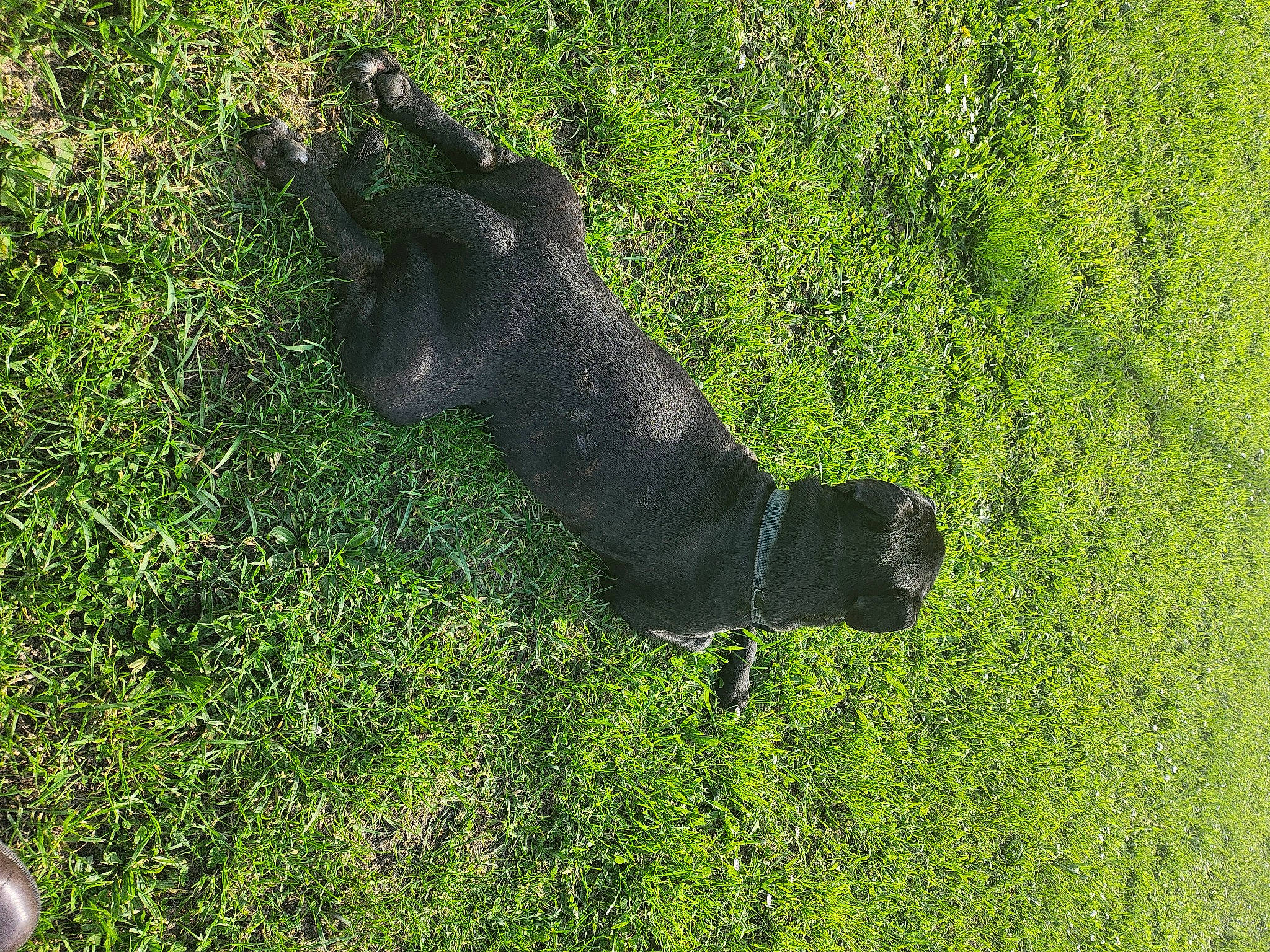 Lino participe au concours pour gagner de l'argent avec cette photo : bovine, canidae, dog_breed, grass, grass_family, grassland, groundcover, lawn, meadow, pasture, people_in_nature, plant, shadow, shrub, snout, sporting_group, tail, terrestrial_animal, wildlife, working_animal