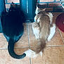 cat, black_cat, brown_cat, feline, pets, animal, tail, fur, indoor, tile_floor, brick_wall, device, curious, sitting, back_view, domestic, companions, resting, home, quiet