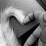 black_and_white, close_up, hand, tail, fur, skin, human, pet, animal, texture, curled, heart_shape, gentle, soft, monochrome, intimate, touch, love, affection, detail