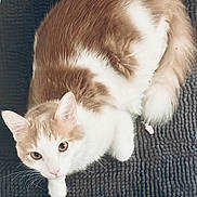 Merveille participe au concours pour gagner de l'argent avec cette photo : animal, blanket, cat, cream_color, curious, cute, domestic, ears, eyes, feline, fluffy, fur, indoor, pet, resting, small, tail, texture, whiskers, white_color