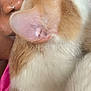 person, cat, close_up, snuggle, pet, fur, face, nose_piercing, orange_cat, white_cat, indoor, skin, ear, whiskers, pink_clothing, cozy, cute, affection, animal, portrait
