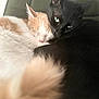 cat, black_cat, cream_cat, sleeping, snuggling, close_up, fur, whiskers, pet, animal, cute, cozy, resting, indoors, companion, friendship, soft, tail, relaxed, mammal