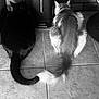 cat, black_cat, fluffy_cat, tail, sitting, back_view, floor_tiles, indoor, pets, animal, fur, quiet, companion, pair, resting, domestic, feline, side_by_side, curled_tail, shadow