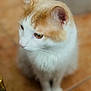 Merveille participe au concours pour gagner de l'argent avec cette photo : animal, cat, close_up, cute, domestic, ears, feline, floor, fur, ginger, indoor, looking_away, mammal, pet, portrait, sitting, soft_focus, tile, whiskers, white