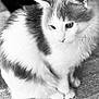 cat, feline, pet, fluffy, fur, white, black, sitting, texture, closeup, animal, domestic, whiskers, ears, soft, portrait, indoor, calm, looking_down, monochrome