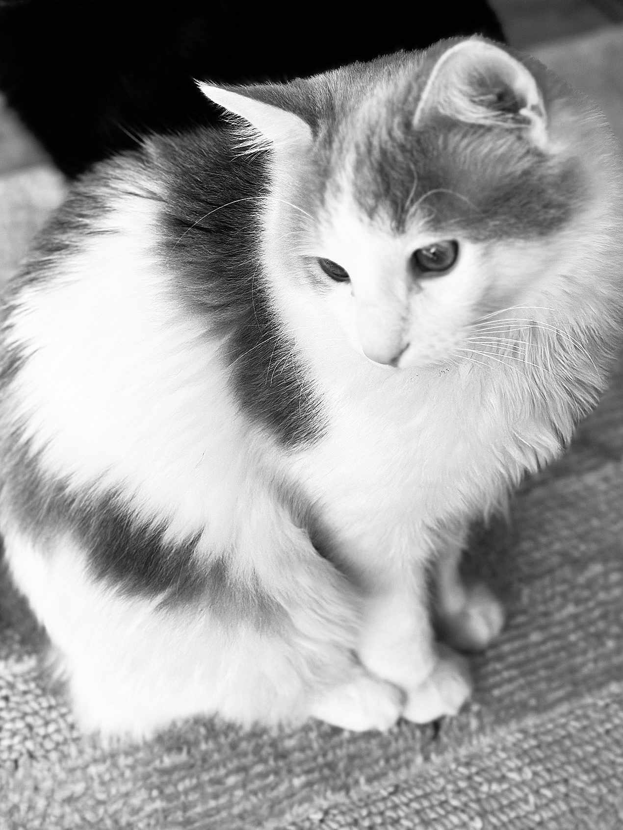 Merveille participe au concours pour gagner de l'argent avec cette photo : cat, feline, pet, fluffy, fur, white, black, sitting, texture, closeup, animal, domestic, whiskers, ears, soft, portrait, indoor, calm, looking_down, monochrome