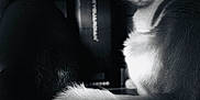 Merveille participe au concours pour gagner de l'argent avec cette photo : animal, black_and_white, calm, cat, close_up, contrast, feline, fur, indoor, light, mystery, pet, portrait, quiet, shadow, still_life, tail, texture, two_cats, watching