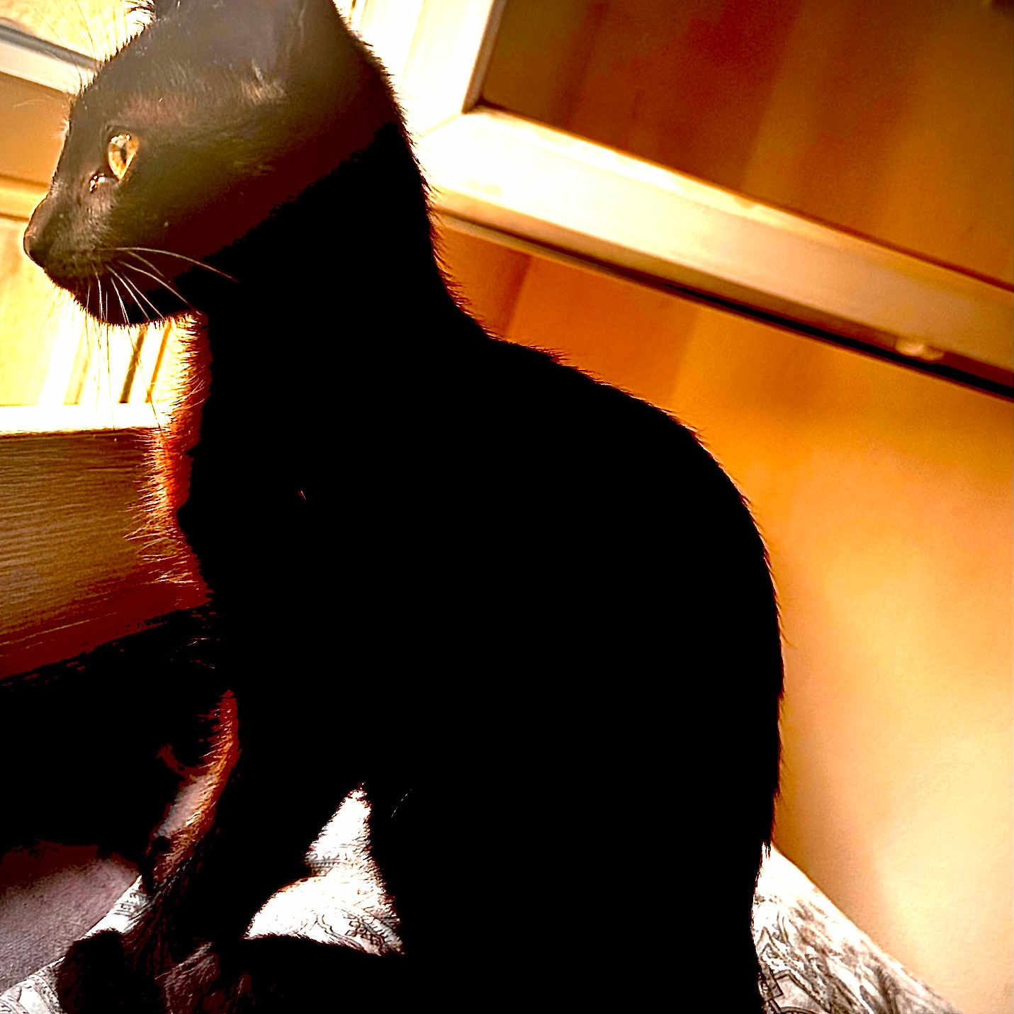 Chatounet participe au concours pour gagner de l'argent avec cette photo : animal, bedspread, black_cat, cat, cozy, ears, feline, indoor, pattern, pet, quiet, shadow, side_view, silhouette, sitting, sunlight, tail, warm_light, whiskers, window