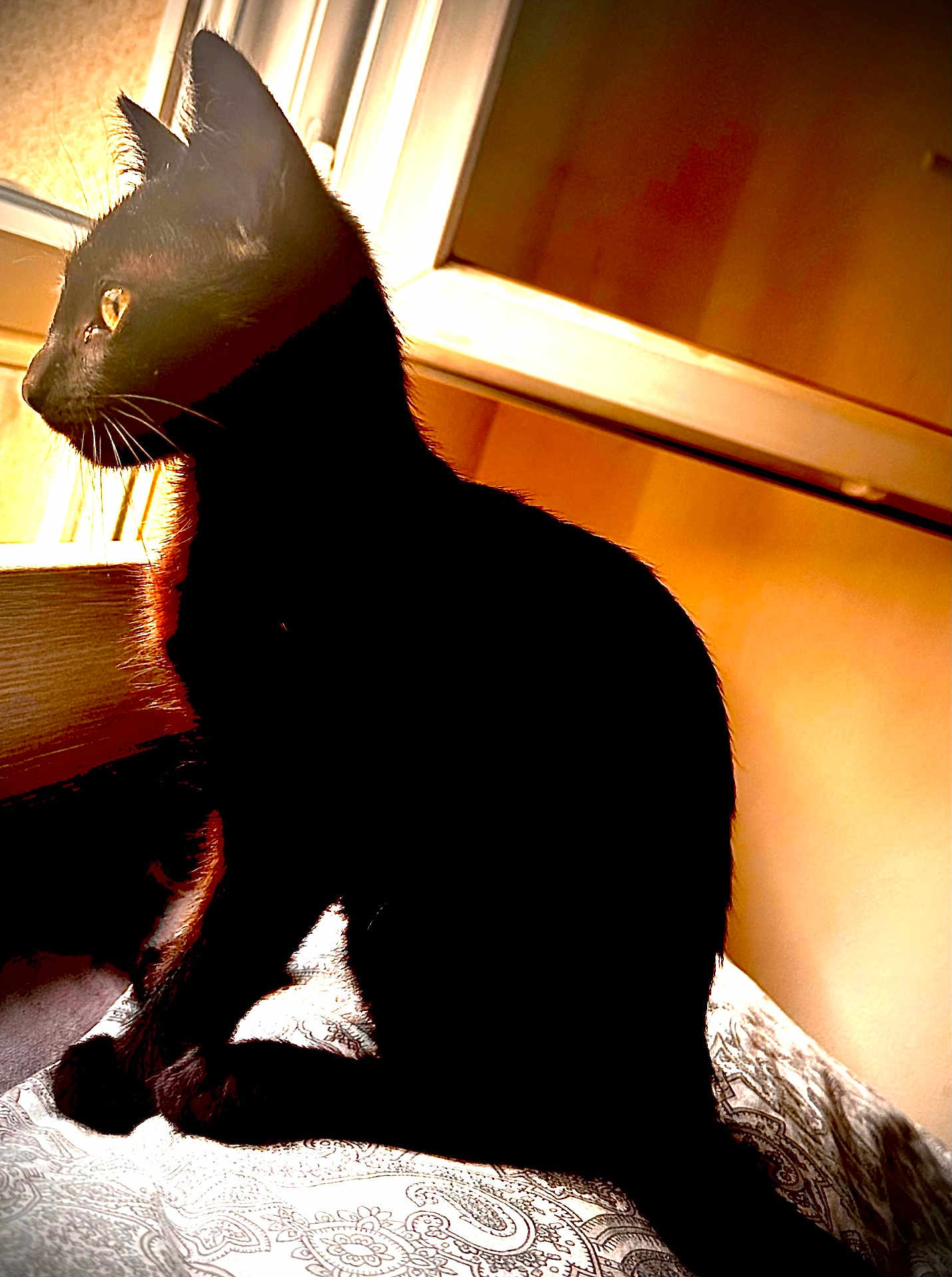 Chatounet