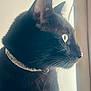 animal, black_cat, bright, cat, close_up, collar, curious, domestic_cat, feline, fur, indoor, looking_out, natural_light, pet, portrait, profile, side_view, soft_light, whiskers, window