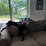 Millie joined the competition — help win amazing prizes! backyard, black_dog, calm, ceiling_fan, couch, daylight, dog, furniture, glass_door, home_interior, indoor, living_room, patio, pet, pillows, relaxing, resting, table, trees, window