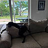 backyard, black_dog, calm, ceiling_fan, couch, daylight, dog, furniture, glass_door, home_interior, indoor, living_room, patio, pet, pillows, relaxing, resting, table, trees, window