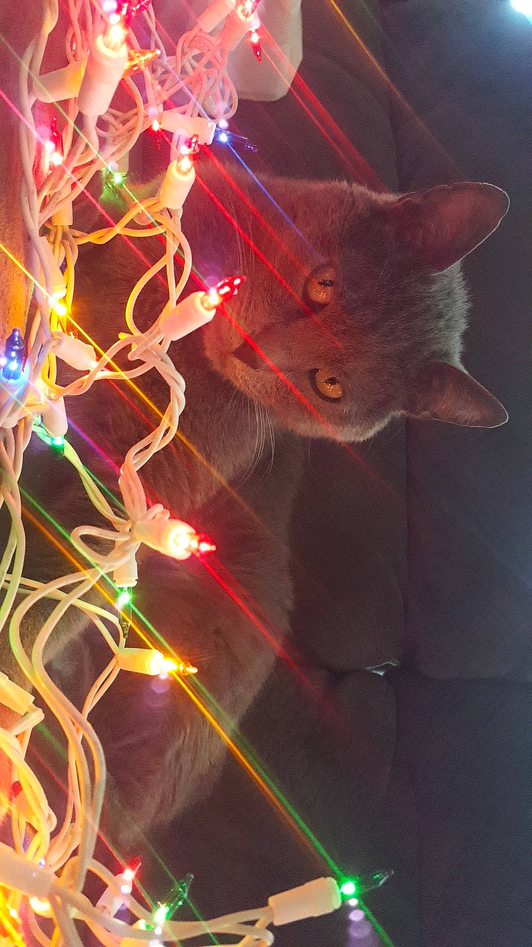 Oakley joined the competition — help win amazing prizes! ear, hand, laser, light, neon, organism, plant, smoke, technology, tree