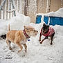 Crash is registered to the contest to win money with this photo: dog, dogs, small_dog, terrier, playing, snow, snowy_backyard, winter, pet, canine, dog_coat, pink_sweater, paws, snowflakes, outdoor, blue_container, fence, motion, friendship, joyful