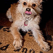 Crash is registered to the contest to win money with this photo: dog, small_dog, scruffy, tongue_out, muddy, id_tag, collar, paws, doormat, closeup, portrait, fur, brown_and_white, indoor, wood_floor, playful, pet, big_eyes, lying_down, flash_photography