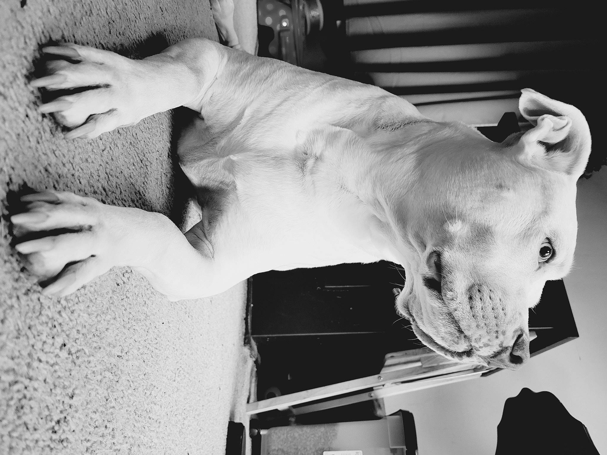 Dallas joined the competition — help win amazing prizes! art, black, black_and_white, chest, dairy_cow, elbow, gesture, human_leg, jaw, livestock, monochrome, monochrome_photography, neck, snout, still_life_photography, stock_photography, style, trunk, visual_arts, working_animal