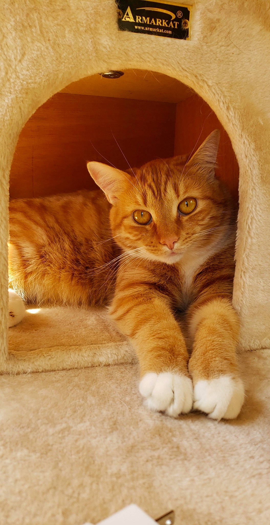 Artimus Pyle is registered to the contest to win money with this photo: brown, carnivore, cat, claw, comfort, domestic_short_haired_cat, fawn, felidae, foot, fur, mammal, paw, small_to_medium_sized_cats, snout, tail, terrestrial_animal, whiskers, window, wood