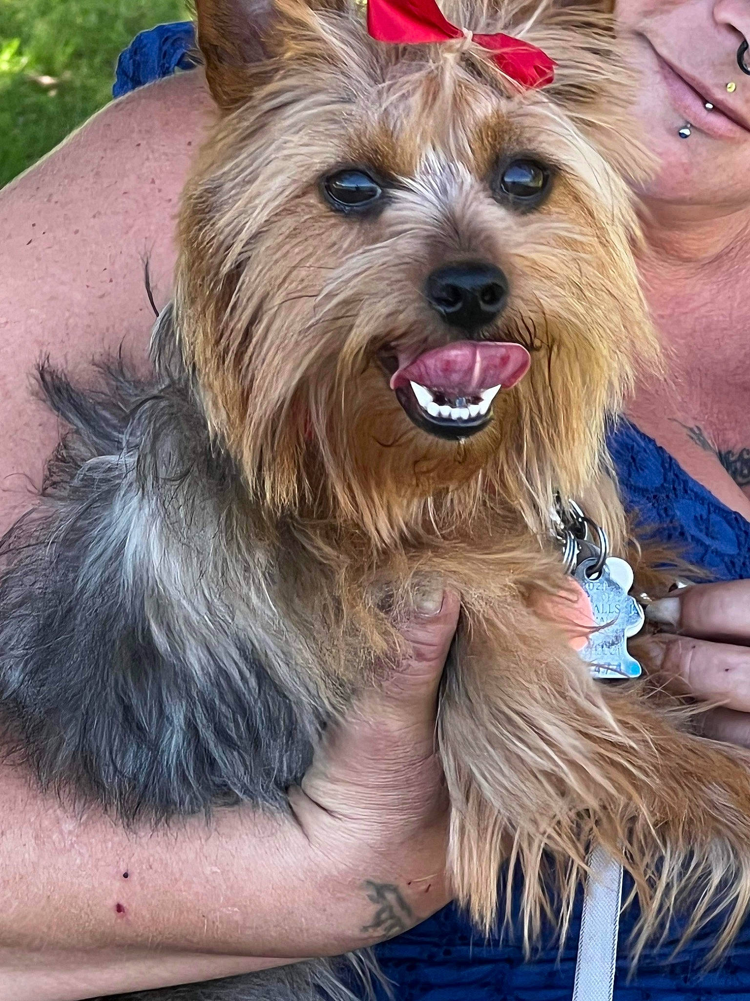 Princess is registered to the contest to win money with this photo: biewer_terrier, canidae, carnivore, companion_dog, dog, dog_breed, dog_collar, dog_supply, fashion_accessory, fawn, fur, liver, small_terrier, snout, sporting_group, terrier, toy_dog, working_animal, yorkipoo, yorkshire_terrier