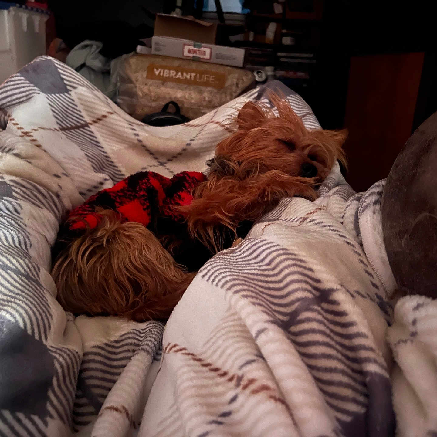 Princess Sassy Pants joined the competition — help win amazing prizes! bed, blanket, comfort, cozy, curled_up, dim_light, dog, fur, fur_texture, home, indoor, pet, plaid, red_sweater, relaxed, resting, sleeping, small_dog, soft, warm