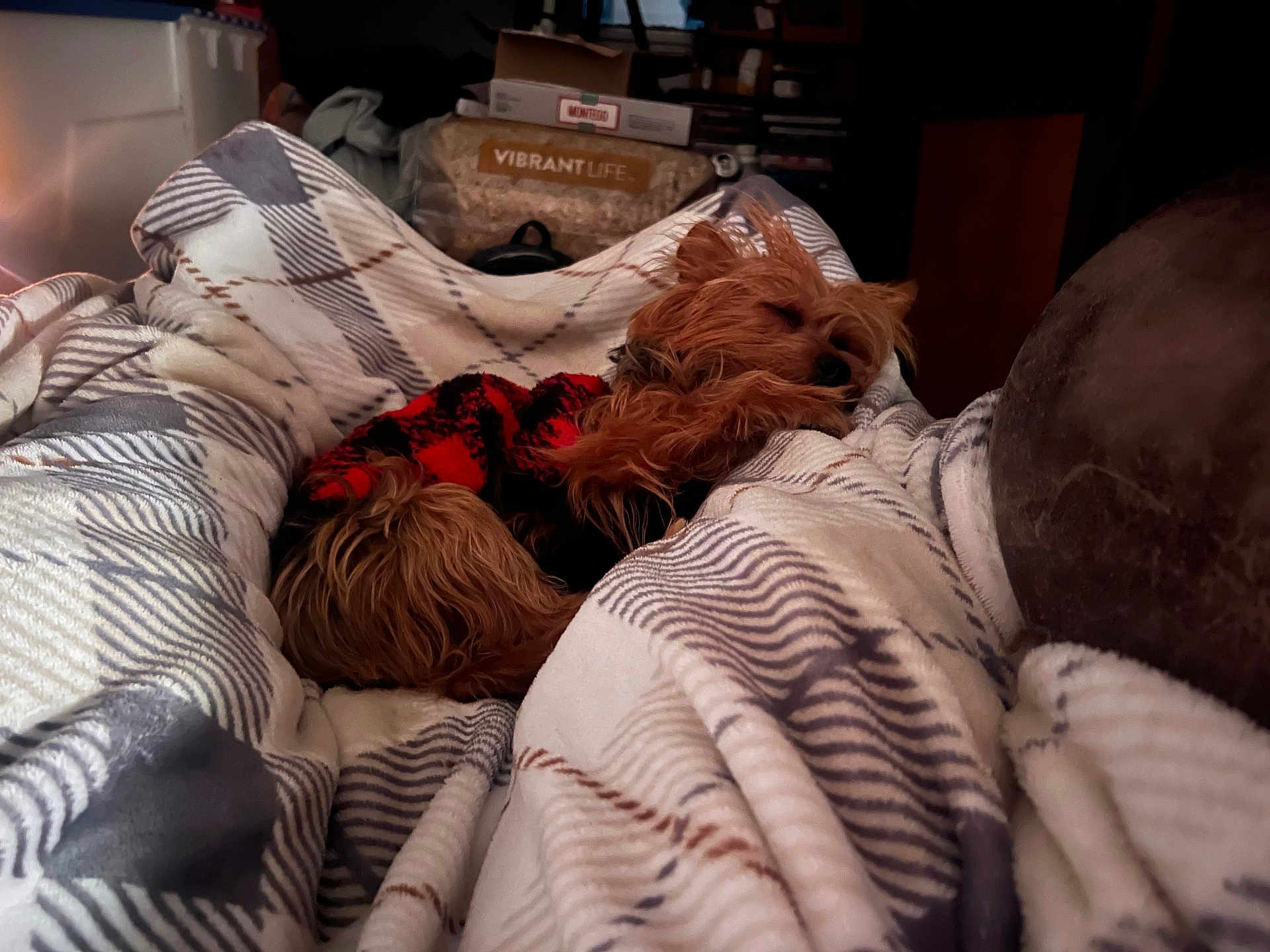 Princess Sassy Pants joined the competition — help win amazing prizes! bed, blanket, comfort, cozy, curled_up, dim_light, dog, fur, fur_texture, home, indoor, pet, plaid, red_sweater, relaxed, resting, sleeping, small_dog, soft, warm