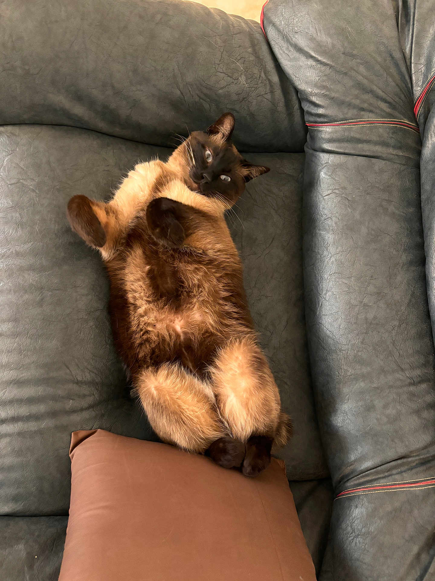 Leo a rejoint le concours — aidez-le/la à gagner de superbes lots ! cat, siamese_cat, pet, feline, animal, lying_down, couch, leather, pillow, indoor, fur, blue_eyes, relaxed, cute, whiskers, paw, domestic_animal, resting, cozy, home