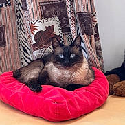 Leo participe au concours pour gagner de l'argent avec cette photo : cat, siamese_cat, pet, animal, indoor, cushion, red_cushion, resting, blue_eyes, curtains, patterned_curtains, wildlife_pattern, furniture, table, cozy, relaxed, fur, whiskers, closeup, domestic_cat