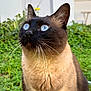 Leo a rejoint le concours — aidez-le/la à gagner de superbes lots ! cat, siamese_cat, blue_eyes, whiskers, close_up, outdoor, greenery, fur, pet, animal, nature, portrait, looking_up, mammal, whiskers_visible, daylight, domestic_cat, curious, soft_fur, garden
