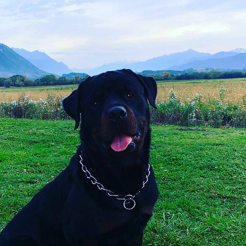 Mako participe au concours pour gagner de l'argent avec cette photo : canidae, carnivore, collar, companion_dog, dog, dog_breed, field, grassland, groundcover, highland, hill, mammal, meadow, mountain_range, mountainous_landforms, pasture, plain, ridge, snout, sporting_group
