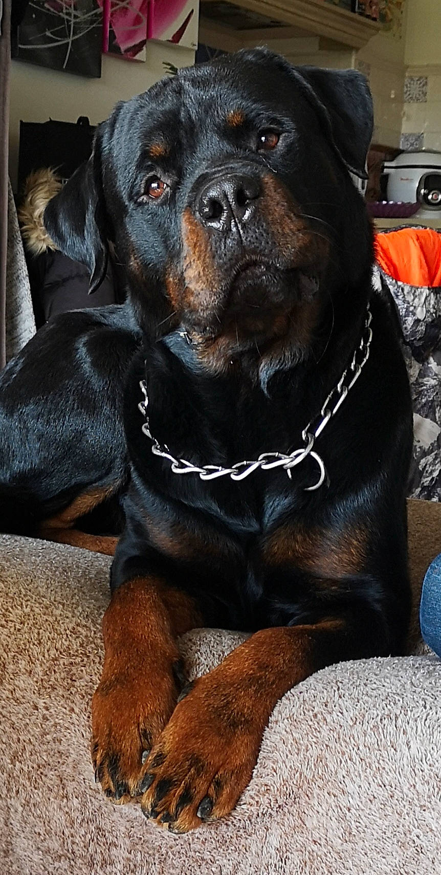 Mako a rejoint le concours — aidez-le/la à gagner de superbes lots ! brown, canidae, carnivore, collar, comfort, companion_dog, couch, dog, dog_breed, dog_collar, fawn, fur, liver, pet_supply, snout, sporting_group, whiskers, working_animal, working_dog