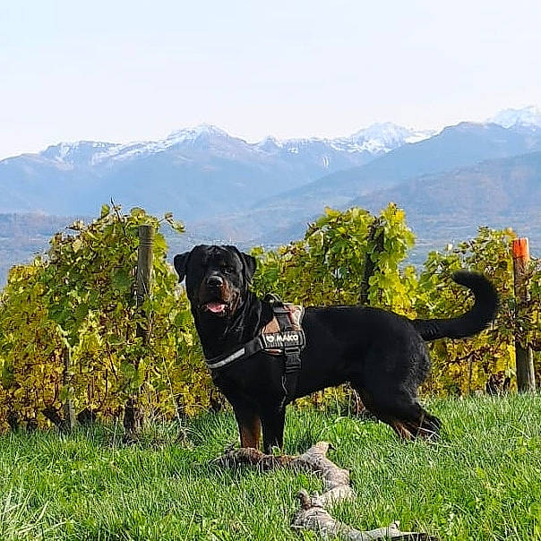 Mako participe au concours pour gagner de l'argent avec cette photo : carnivore, collar, companion_dog, dog, dog_breed, dog_collar, highland, hill, hill_station, leash, mountain_range, mountainous_landforms, pet_supply, ridge, snout, sporting_group, summit, tail, vertebrate, working_animal