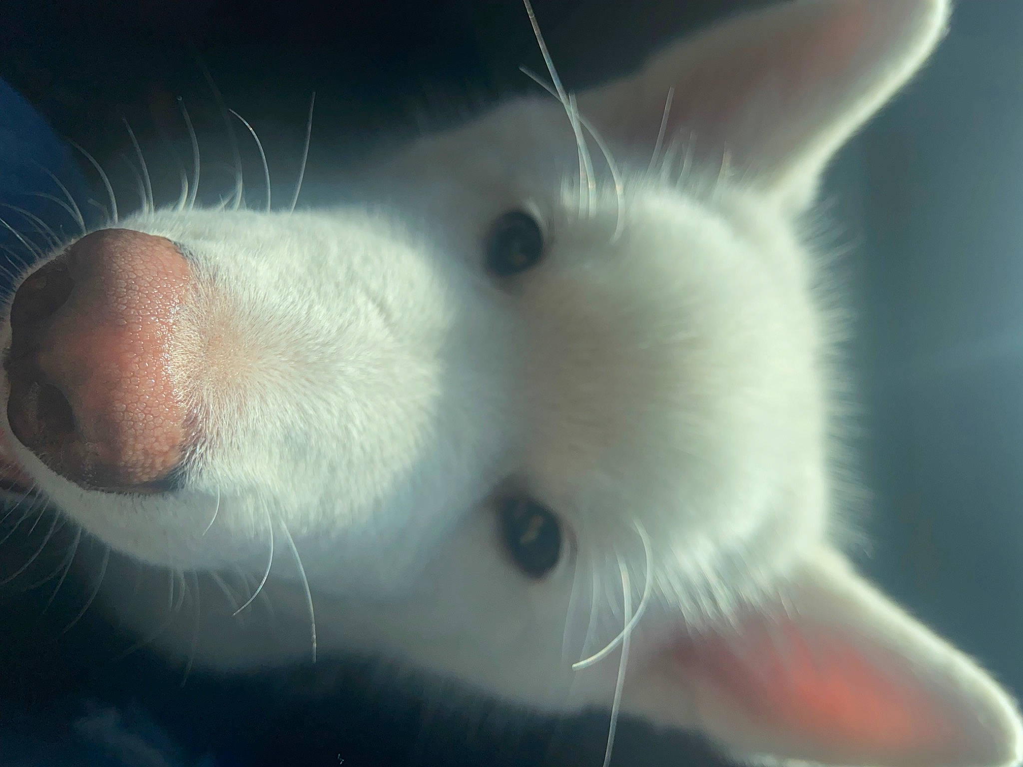 Marshmallow is registered to the contest to win money with this photo: art, carnivore, cat, domestic_short_haired_cat, ear, eye, eyelash, felidae, fur, head, human_body, iris, leg, nose, organism, paw, small_to_medium_sized_cats, snout, tail, whiskers