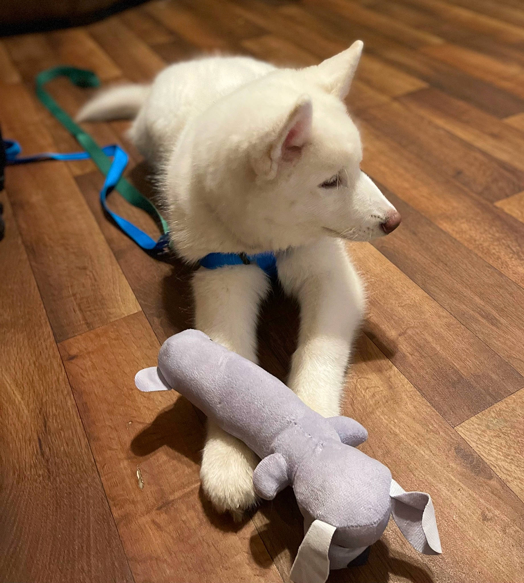 Marshmallow joined the competition — help win amazing prizes! ancient_dog_breeds, canidae, carnivore, companion_dog, dog, dog_breed, fawn, flooring, fur, hardwood, non_sporting_group, paw, samoyed, snout, sporting_group, tail, wood, wood_flooring, wood_stain, working_animal