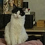 cat, black_and_white, fluffy, feline, pet, indoor, sitting, green_eyes, whiskers, pillow, cushion, furniture, shelf, box, curious, portrait, domestic_cat, soft_focus, home_interior, table