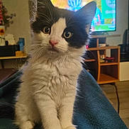 Olympe a rejoint le concours — aidez-le/la à gagner de superbes lots ! cat, kitten, pet, indoor, living_room, television, furniture, blanket, cute, whiskers, paws, eyes, black_and_white, portrait, sitting, fur, closeup, cozy, domestic, adorable