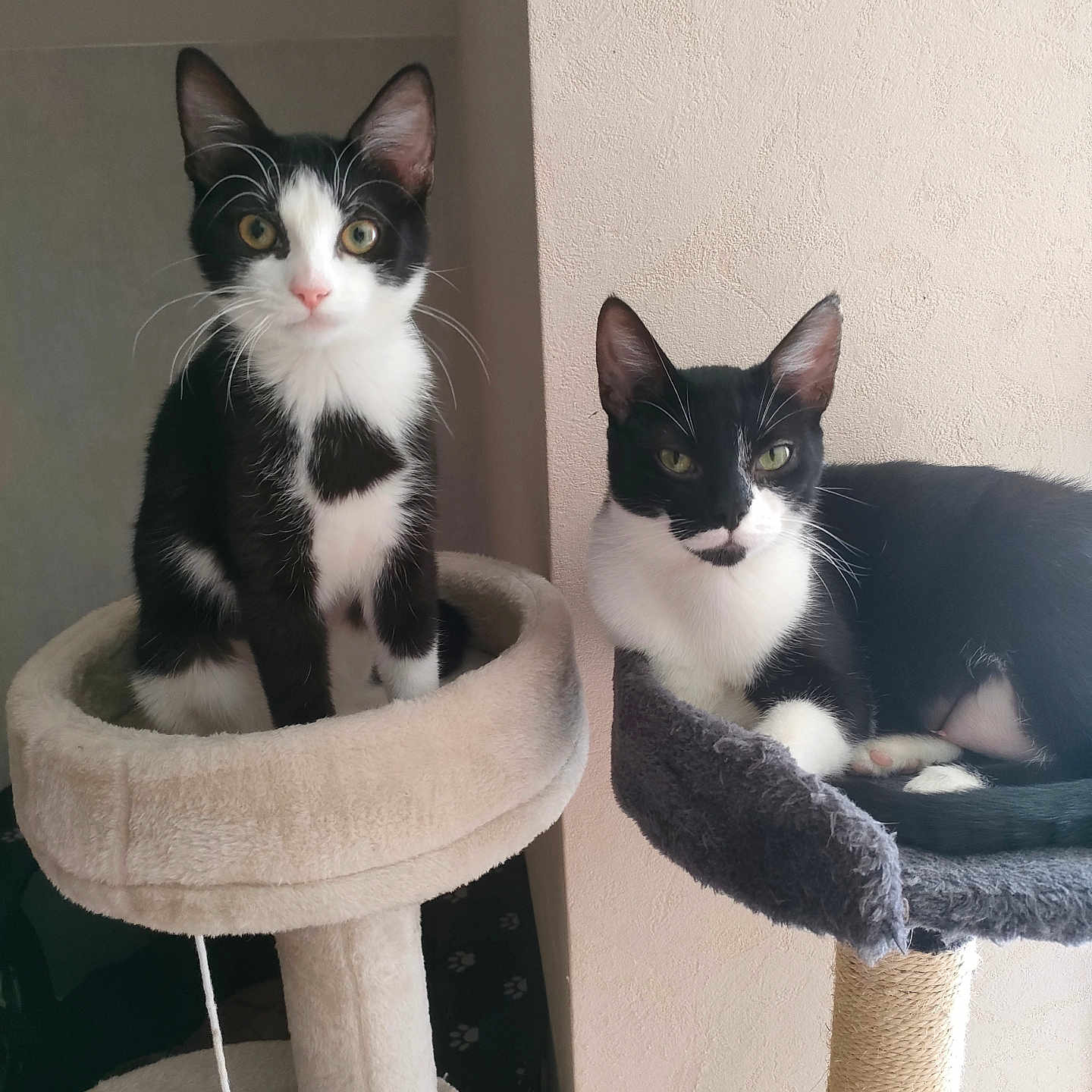 Olympe Et Mimine