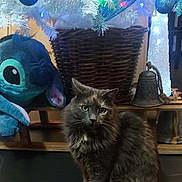 Tisha participe au concours pour gagner de l'argent avec cette photo : animal, bells, blue_ornaments, cat, christmas_tree, cute, decorations, festive, floor, fur, gray_cat, holiday_lights, indoor, pet, plush_toy, sitting, stitch_plush, white_tree, wicker_basket, wooden_shelf